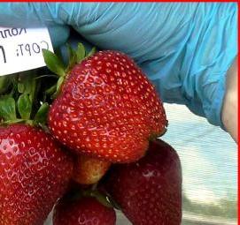 саженцы клубники в горшках Прокопьевск