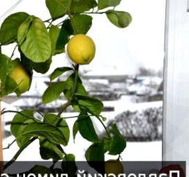 саженцы комнатных лимонов Астрахань