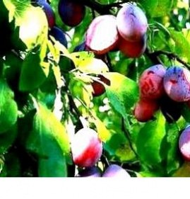 саженцы крупной сливы Пенза