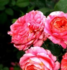 саженцы кустовых роз Омск