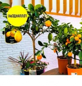 саженцы комнатного мандарина  лимона Новосибирск