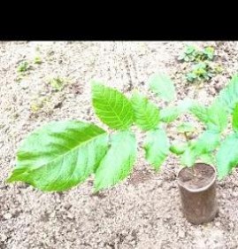 саженцы ореха чандлер Казань