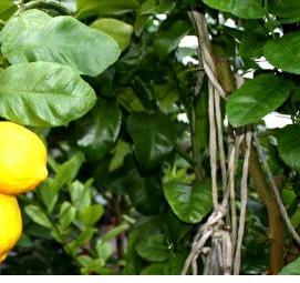 саженцы павловских лимонов Чебоксары