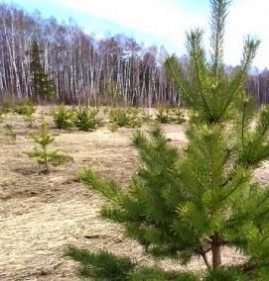 саженцы пицундской сосны Архангельск