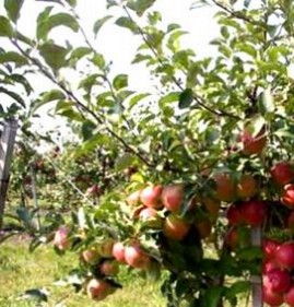 саженцы плодовых деревьев и кустарников Королёв