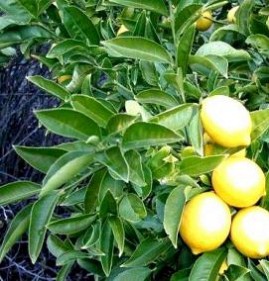 саженцы привитого лимона Вологда