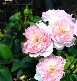 саженцы роз от производителя Санкт-Петербург