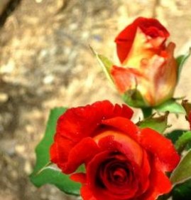 саженцы розовых роз Первоуральск