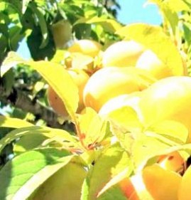 саженцы сливы китайской Березники