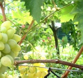 саженцы винограда Иркутск