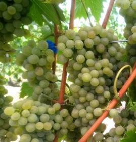 саженцы винограда бианка Балаково