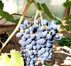 саженцы винограда чарли Самара
