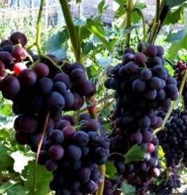 саженцы винограда для средней полосы Казань