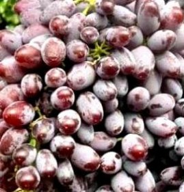 саженцы винограда кишмиш юпитер Ульяновск