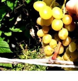 саженцы винограда клубничный Калуга
