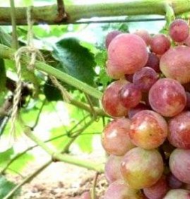саженцы винограда лидия Рыбинск