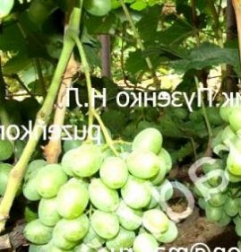 саженцы винограда подарок Новосибирск