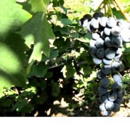 саженцы винограда римский рубин Чита