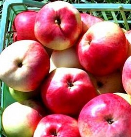 саженцы яблони марат бусурин Самара