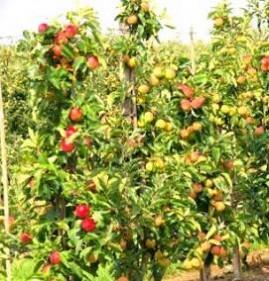 саженцы яблони на карликовом подвое Ульяновск