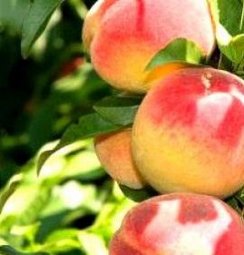 саженец персика воронежский кустовой Махачкала