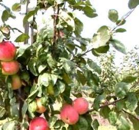 саженец яблоня малиновка Тольятти