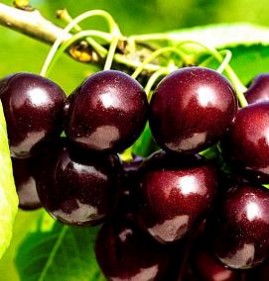 семена и саженцы Балашиха