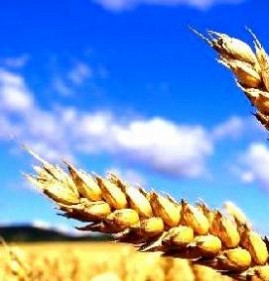 семена пшеницы Тюмень