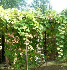 шпалера для винограда из металла Нижний Новгород