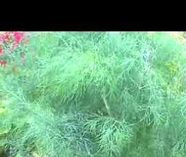 сибирская семейная теплица Томск