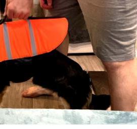 спасательный жилет для собаки Волгоград