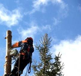 спил деревьев альпинистами Владивосток