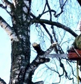 спил сложных деревьев Чита