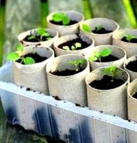 стаканчики для рассады Октябрьский