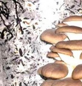 субстрат для вешенки Артём