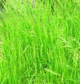 трава для газона вытесняющая сорняки низкорослая Самара