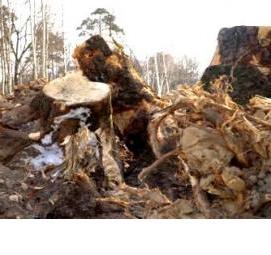 удаление деревьев на участке Омск