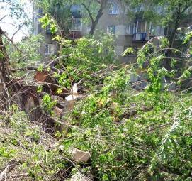 удаление сухостойных буреломных ветровальных деревьев Санкт-Петербург