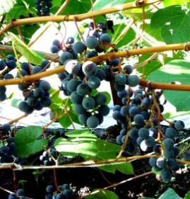 саженцы винограда зилга Санкт-Петербург