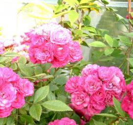 саженцы японских роз  Екатеринбург