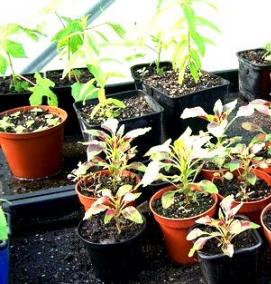 Амарант рассада - тип 1