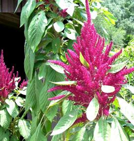 Амарант рассада - тип 3