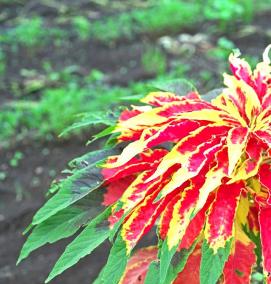 Амарант рассада - тип 2