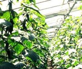 Амурские теплицы - модель 1