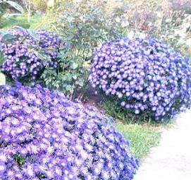 Астра многолетняя саженцы - тип 1