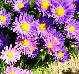 Астра многолетняя саженцы - тип 4