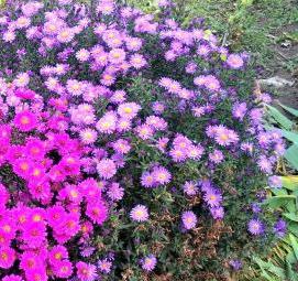 Астра многолетняя саженцы - тип 3