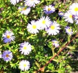 Астра многолетняя саженцы - тип 2