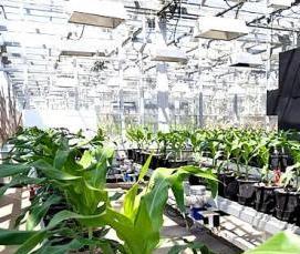 Автоматизированная теплица - вариант 1