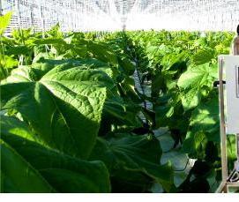 Автоматизированная теплица - вариант 3